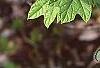 Hydrangea quercifolia, leaves