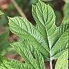 Hydrangea quercifolia, leaves