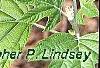 Hydrangea quercifolia, leaves