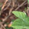 Hydrangea quercifolia, leaves