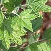 Hydrangea quercifolia, leaves