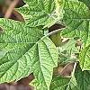 Hydrangea quercifolia, leaves