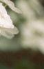 Hydrangea quercifolia, flowers