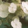 Hydrangea quercifolia, flowers