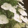 Hydrangea quercifolia, flowers