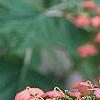 Hydrangea quercifolia, flowers