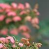 Hydrangea quercifolia, flowers