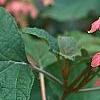Hydrangea quercifolia, flowers