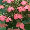 Hydrangea quercifolia, flowers