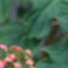 Hydrangea quercifolia, flowers