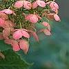 Hydrangea quercifolia, flowers