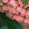 Hydrangea quercifolia, flowers