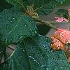 Hydrangea quercifolia, flowers