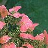 Hydrangea quercifolia, flowers