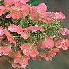 Hydrangea quercifolia, flowers