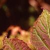Hydrangea quercifolia, fall color