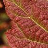 Hydrangea quercifolia, fall color