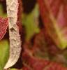 Hydrangea quercifolia, fall color