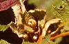 Hydrangea quercifolia, fall color