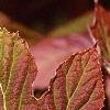 Hydrangea quercifolia, fall color