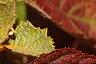 Hydrangea quercifolia, fall color