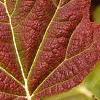 Hydrangea quercifolia, fall color