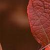 Hydrangea quercifolia, fall color
