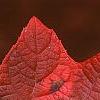 Hydrangea quercifolia, fall color
