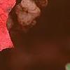 Hydrangea quercifolia, fall color