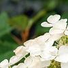 Hydrangea quercifolia 'Pee Wee', flowers