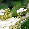 Hydrangea quercifolia 'Pee Wee', flowers