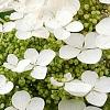Hydrangea quercifolia 'Pee Wee', flowers