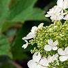Hydrangea quercifolia 'Pee Wee', flowers
