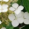 Hydrangea quercifolia 'Pee Wee', flowers