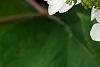 Hydrangea quercifolia 'Pee Wee', flowers