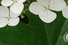 Hydrangea quercifolia 'Pee Wee', flowers