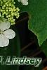 Hydrangea quercifolia 'Pee Wee', flowers