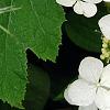 Hydrangea quercifolia 'Pee Wee', flowers