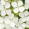Hydrangea quercifolia 'Pee Wee', flowers