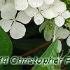 Hydrangea quercifolia 'Pee Wee', flowers