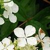 Hydrangea quercifolia 'Pee Wee', flowers