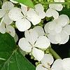 Hydrangea quercifolia 'Pee Wee', flowers