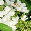 Hydrangea quercifolia 'Pee Wee', flowers