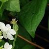Hydrangea quercifolia 'Pee Wee', flowers