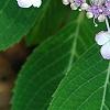Hydrangea macrophylla subsp. serrata 'Woodlander', flowers