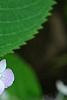 Hydrangea macrophylla subsp. serrata 'Woodlander', flowers