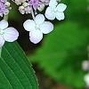 Hydrangea macrophylla subsp. serrata 'Woodlander', flowers