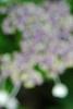 Hydrangea macrophylla subsp. serrata 'Woodlander', flowers