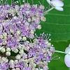 Hydrangea macrophylla subsp. serrata 'Woodlander', flowers