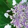 Hydrangea macrophylla subsp. serrata 'Woodlander', flowers
